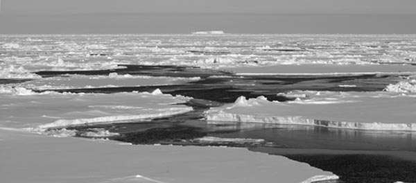 antarctic