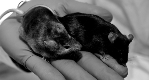 Mice