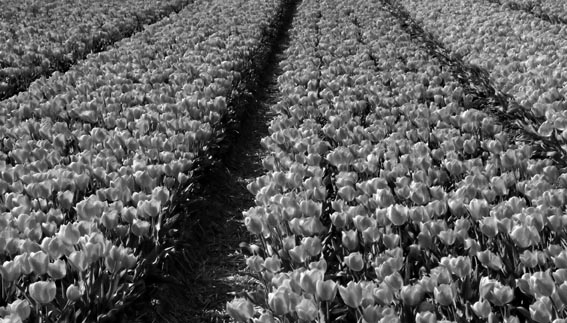 tulip field