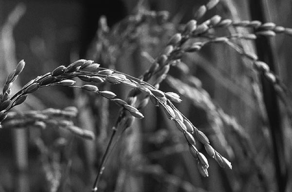 crops